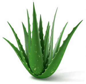 IQF-Aloe-Vera-02